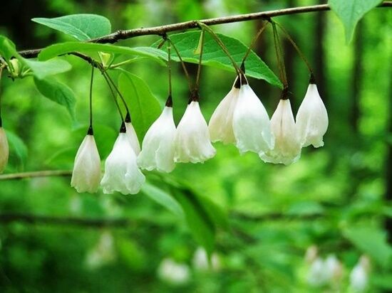 Arboretum w Kopnej Górze 