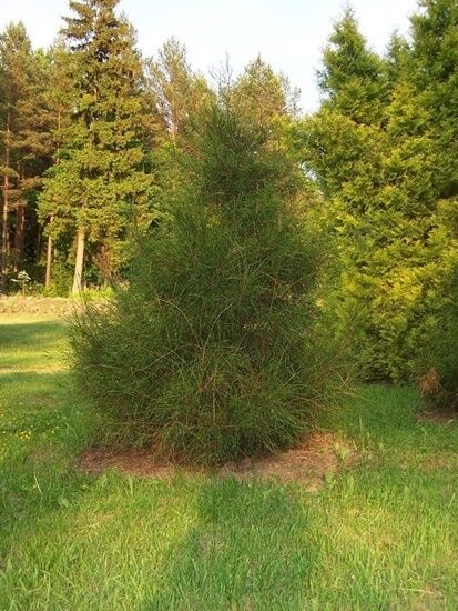 Arboretum w Kopnej Górze 