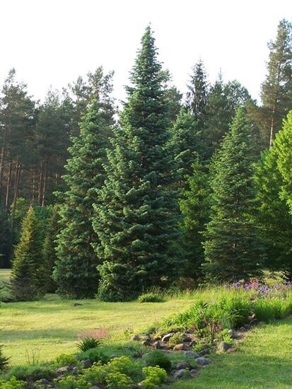 Arboretum w Kopnej Górze 
