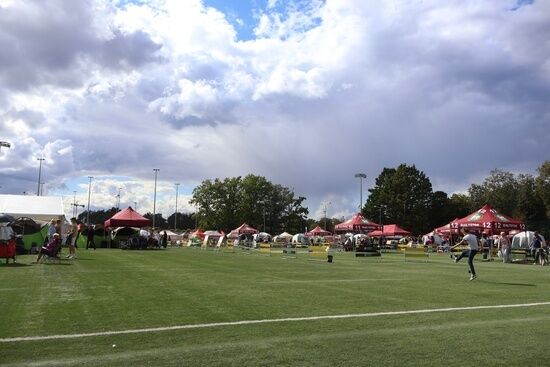 2025.08.24 - XIX i XX Międzynarodowa Wystawa Psów Rasowych