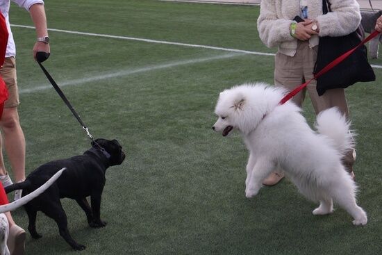 2025.08.24 - XIX i XX Międzynarodowa Wystawa Psów Rasowych