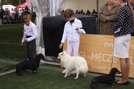2025.08.24 - XIX i XX Międzynarodowa Wystawa Psów Rasowych