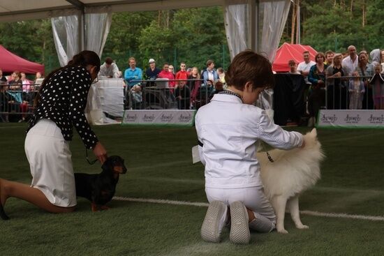 2025.08.24 - XIX i XX Międzynarodowa Wystawa Psów Rasowych