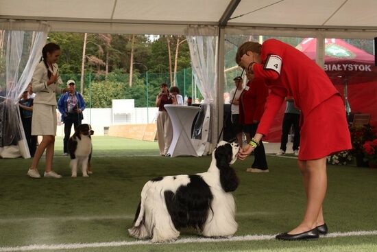 2025.08.24 - XIX i XX Międzynarodowa Wystawa Psów Rasowych