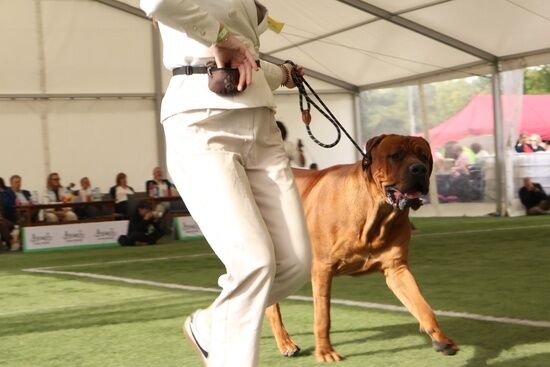 2025.08.24 - XIX i XX Międzynarodowa Wystawa Psów Rasowych
