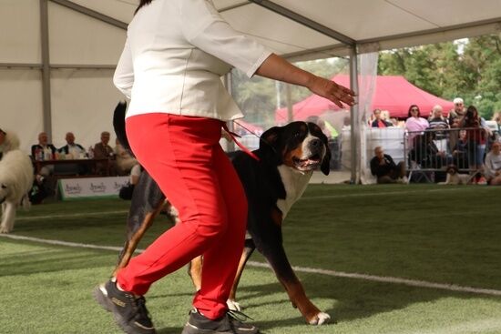 2025.08.24 - XIX i XX Międzynarodowa Wystawa Psów Rasowych