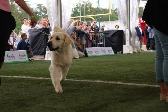 2025.08.24 - XIX i XX Międzynarodowa Wystawa Psów Rasowych