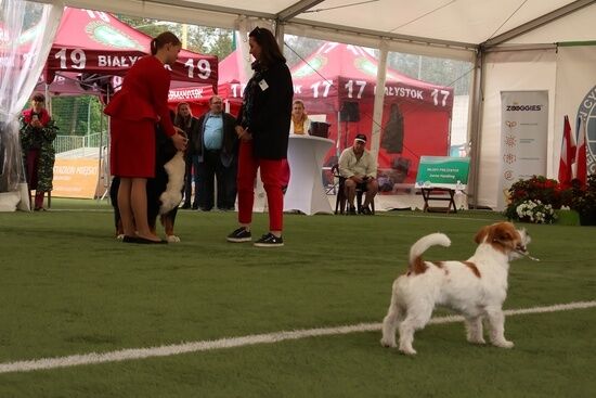 2025.08.24 - XIX i XX Międzynarodowa Wystawa Psów Rasowych