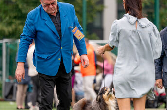 XXI i XXII Międzynarodowa Wystawa Psów Rasowych CACIB Białystok