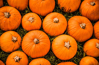 Dyniolandia w FastParku