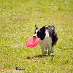V Piknik Agility i Frisbee