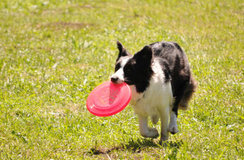 V Piknik Agility i Frisbee