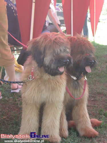 Piknik Agility