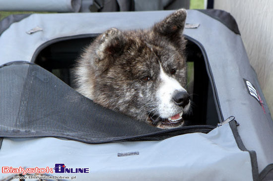 Międzynarodowa Wystawa Psów Rasowych