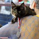 2013.10.13 - Międzynarodowa Wystawa Kotów Rasowych