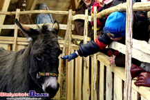 Jarmark bożonarodzeniowy i żywa szopka na Rynku Kościuszki