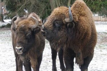 Sposób na żubry, bobry i wilki. Poradnik  i kampania