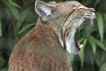 "Na tropach rysia". Sesja w Supraślu 