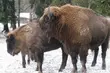 Księżna Kornwalii nie zobaczy Podlasia