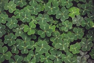 W dzień św. Patryka wszyscy chcą być Irlandczykami