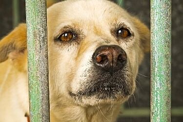 Miesiąc Reksa Seniora w schronisku
