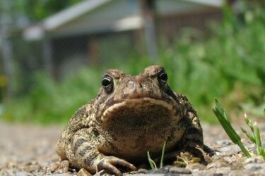 Chrońmy biebrzańskie płazy