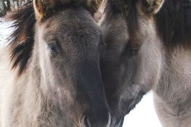 Skreślić konie z listy zwierząt rzeźnych