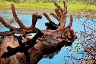 Populacja łosi rośnie 
