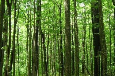 Jaki jest twój las? Weź udział w konkursie 