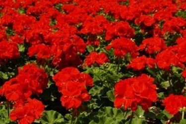 W czerwcu miejscy ogrodnicy będą upiększać Białystok