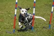 Jubileuszowy Piknik Agility