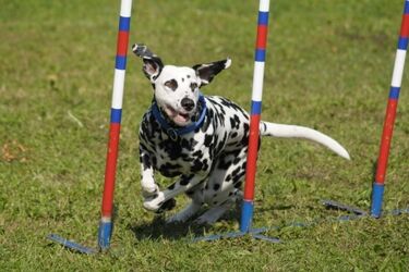 Jubileuszowy Piknik Agility