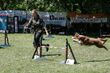 Piknik Agility. Psie zawody na Zaciszu