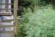 Plantacja konopi indyjskich w centrum Białegostoku