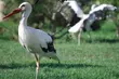 Trwa akcja liczenia bocianów