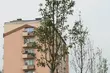 Zielony Białystok. Nowe drzewa i krzewy w mieście