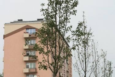 Zielony Białystok. Nowe drzewa i krzewy w mieście