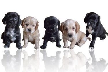 Wystawa psich piękności z całego świata