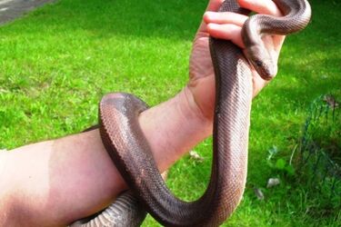 Wąż mahoniowy w węźle ciepłowniczym