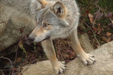 Wilk. Żubr. Bóbr. Bezpłatne szkolenie w Siemianówce
