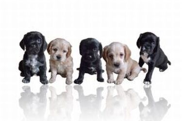 Światowy Dzień Zwierząt [wideo]