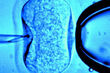 In vitro nagrodzone Noblem