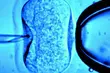 In vitro nagrodzone Noblem