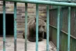 Akcent ZOO: Niedźwiedź nadal nie będzie miał wybiegu