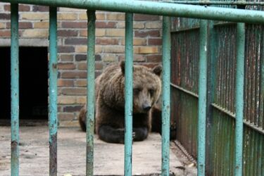 Akcent ZOO: Niedźwiedź nadal nie będzie miał wybiegu