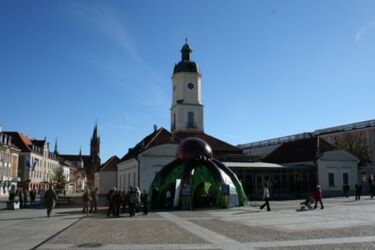 Wielki kleszcz pod ratuszem