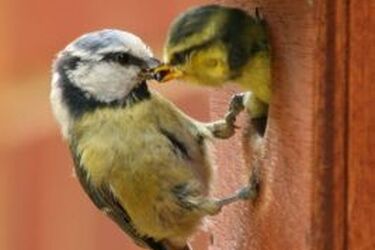 Wigierski Park Narodowy rozdaje budki dla ptaków