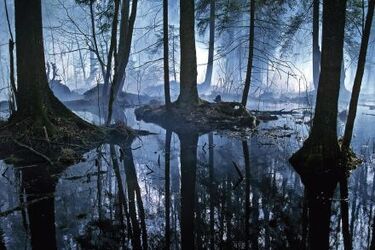 Arbores Vitae - ostatnia taka Puszcza. Wystawa wielkoformatowych zdjęć