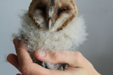 Niezwykły gość w siedzibie RDOŚ