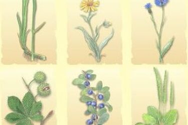 Lecznicza moc ziół. Spotkanie z Ojcem Gabrielem